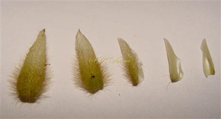  Sepals